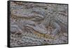 USA, Florida, St. Augustine, Alligators at the alligator farm.-Joanne Wells-Framed Stretched Canvas