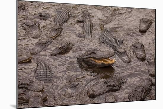 USA, Florida, St. Augustine, Alligators at the alligator farm.-Joanne Wells-Mounted Photographic Print