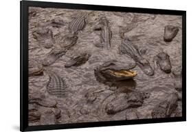 USA, Florida, St. Augustine, Alligators at the alligator farm.-Joanne Wells-Framed Photographic Print