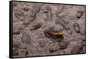 USA, Florida, St. Augustine, Alligators at the alligator farm.-Joanne Wells-Framed Stretched Canvas