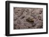 USA, Florida, St. Augustine, Alligators at the alligator farm.-Joanne Wells-Framed Photographic Print