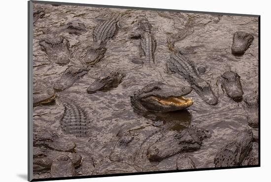 USA, Florida, St. Augustine, Alligators at the alligator farm.-Joanne Wells-Mounted Photographic Print