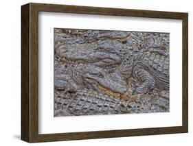 USA, Florida, St. Augustine, Alligators at the alligator farm.-Joanne Wells-Framed Photographic Print