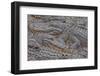 USA, Florida, St. Augustine, Alligators at the alligator farm.-Joanne Wells-Framed Photographic Print