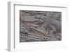 USA, Florida, St. Augustine, Alligators at the alligator farm.-Joanne Wells-Framed Photographic Print