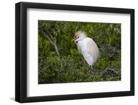 USA, Florida, St. Augustine, Cattle egret at the Alligator Farm.-Joanne Wells-Framed Photographic Print