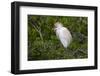 USA, Florida, St. Augustine, Cattle egret at the Alligator Farm.-Joanne Wells-Framed Photographic Print