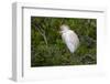 USA, Florida, St. Augustine, Cattle egret at the Alligator Farm.-Joanne Wells-Framed Photographic Print