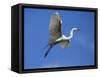 USA, Florida, St. Augustine, Egret in flight at the Alligator farm.-Joanne Wells-Framed Stretched Canvas