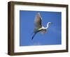 USA, Florida, St. Augustine, Egret in flight at the Alligator farm.-Joanne Wells-Framed Photographic Print