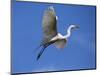 USA, Florida, St. Augustine, Egret in flight at the Alligator farm.-Joanne Wells-Mounted Photographic Print