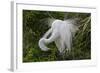 USA, Florida, St Augustine Gator Farm Great Egrets nesting.-Connie Bransilver-Framed Photographic Print