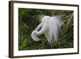 USA, Florida, St Augustine Gator Farm Great Egrets nesting.-Connie Bransilver-Framed Photographic Print