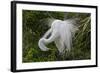 USA, Florida, St Augustine Gator Farm Great Egrets nesting.-Connie Bransilver-Framed Photographic Print