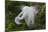 USA, Florida, St Augustine Gator Farm Great Egrets nesting.-Connie Bransilver-Mounted Photographic Print