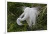 USA, Florida, St Augustine Gator Farm Great Egrets nesting.-Connie Bransilver-Framed Photographic Print