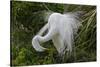 USA, Florida, St Augustine Gator Farm Great Egrets nesting.-Connie Bransilver-Stretched Canvas