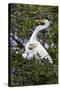 USA, Florida, St Augustine Gator Farm Great Egrets nesting.-Connie Bransilver-Stretched Canvas