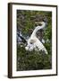 USA, Florida, St Augustine Gator Farm Great Egrets nesting.-Connie Bransilver-Framed Photographic Print