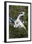 USA, Florida, St Augustine Gator Farm Great Egrets nesting.-Connie Bransilver-Framed Photographic Print