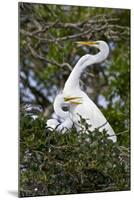 USA, Florida, St Augustine Gator Farm Great Egrets nesting.-Connie Bransilver-Mounted Photographic Print