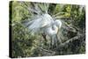 USA, Florida, St. Augustine, Great Egret at Alligator Farm rookery-Jim Engelbrecht-Stretched Canvas