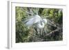 USA, Florida, St. Augustine, Great Egret at Alligator Farm rookery-Jim Engelbrecht-Framed Photographic Print