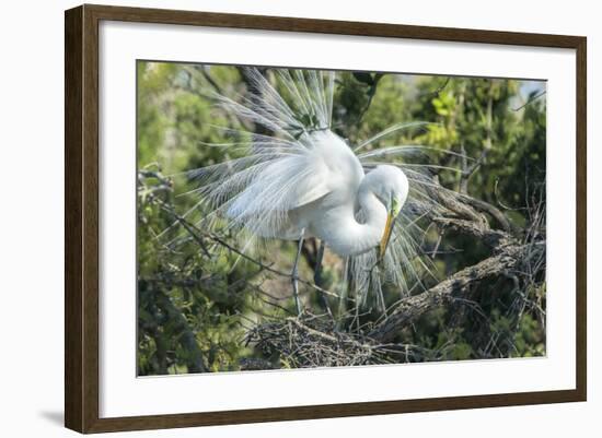 USA, Florida, St. Augustine, Great Egret at Alligator Farm rookery-Jim Engelbrecht-Framed Photographic Print