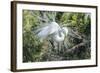 USA, Florida, St. Augustine, Great Egret at Alligator Farm rookery-Jim Engelbrecht-Framed Photographic Print