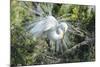 USA, Florida, St. Augustine, Great Egret at Alligator Farm rookery-Jim Engelbrecht-Mounted Photographic Print