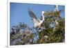 USA, Florida, St. Augustine, Great Egret at Alligator Farm rookery.-Lisa S. Engelbrecht-Framed Photographic Print