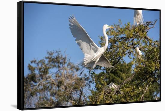 USA, Florida, St. Augustine, Great Egret at Alligator Farm rookery.-Lisa S. Engelbrecht-Framed Stretched Canvas