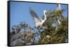 USA, Florida, St. Augustine, Great Egret at Alligator Farm rookery.-Lisa S. Engelbrecht-Framed Stretched Canvas