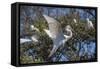 USA, Florida, St. Augustine, Great Egret at Alligator Farm rookery.-Lisa S. Engelbrecht-Framed Stretched Canvas