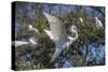 USA, Florida, St. Augustine, Great Egret at Alligator Farm rookery.-Lisa S. Engelbrecht-Stretched Canvas