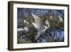 USA, Florida, St. Augustine, Great Egret at Alligator Farm rookery.-Lisa S. Engelbrecht-Framed Photographic Print