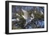 USA, Florida, St. Augustine, Great Egret at Alligator Farm rookery.-Lisa S. Engelbrecht-Framed Photographic Print