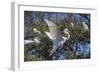 USA, Florida, St. Augustine, Great Egret at Alligator Farm rookery.-Lisa S. Engelbrecht-Framed Photographic Print