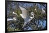 USA, Florida, St. Augustine, Great Egret at Alligator Farm rookery.-Lisa S. Engelbrecht-Framed Photographic Print