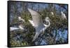 USA, Florida, St. Augustine, Great Egret at Alligator Farm rookery.-Lisa S. Engelbrecht-Framed Stretched Canvas