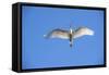 USA, Florida, St. Augustine, Great Egret at Alligator Farm Rookery-Lisa S. Engelbrecht-Framed Stretched Canvas