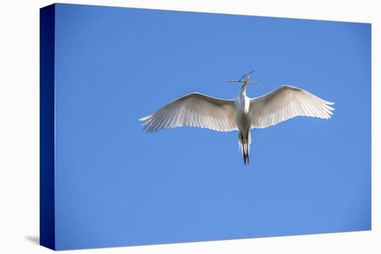 USA, Florida, St. Augustine, Great Egret at Alligator Farm Rookery-Lisa S. Engelbrecht-Stretched Canvas