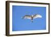 USA, Florida, St. Augustine, Great Egret at Alligator Farm Rookery-Lisa S. Engelbrecht-Framed Photographic Print