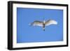 USA, Florida, St. Augustine, Great Egret at Alligator Farm Rookery-Lisa S. Engelbrecht-Framed Photographic Print