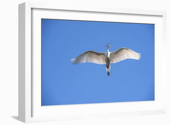 USA, Florida, St. Augustine, Great Egret at Alligator Farm Rookery-Lisa S. Engelbrecht-Framed Photographic Print