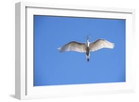 USA, Florida, St. Augustine, Great Egret at Alligator Farm Rookery-Lisa S. Engelbrecht-Framed Photographic Print