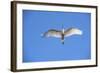 USA, Florida, St. Augustine, Great Egret at Alligator Farm Rookery-Lisa S. Engelbrecht-Framed Photographic Print