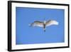 USA, Florida, St. Augustine, Great Egret at Alligator Farm Rookery-Lisa S. Engelbrecht-Framed Photographic Print