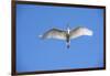 USA, Florida, St. Augustine, Great Egret at Alligator Farm Rookery-Lisa S. Engelbrecht-Framed Photographic Print