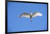 USA, Florida, St. Augustine, Great Egret at Alligator Farm Rookery-Lisa S. Engelbrecht-Framed Photographic Print